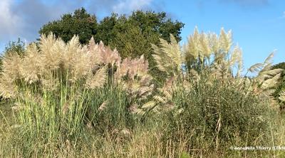  Solutions et outils pour faire face à l’Herbe de la pampa | CdR EEE