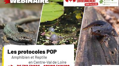Les protocoles POP Amphibien et Reptile en région