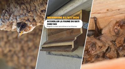 Accueillir la faune du bâti chez soi : regards croisés naturalistes et architectes | FNE Centre-Val de Loire