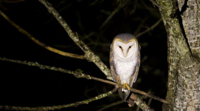 Des ABC pour préserver et restaurer la biodiversité nocturne | OFB et CdR TVB