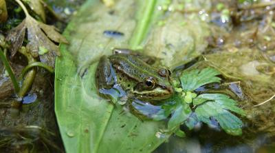 Journée interpôles de l'Observatoire régional de la biodiversité sur les mares