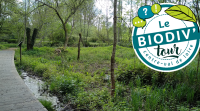 Biodiv'Tour : visite autour de la restauration et la renaturation d'une rivière et d'une zone humide à Mesland (41)