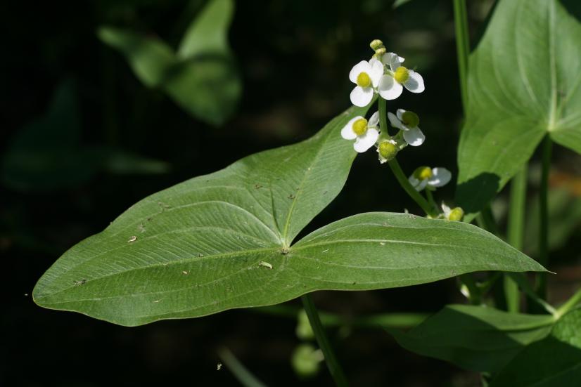 Sagittaire à larges feuilles © R. Dupré, CBNBP-MNHN
