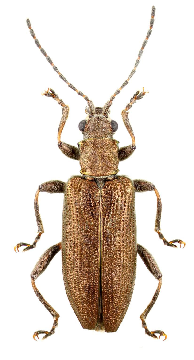 Donacia simplex © JD Chapelin-Viscardi