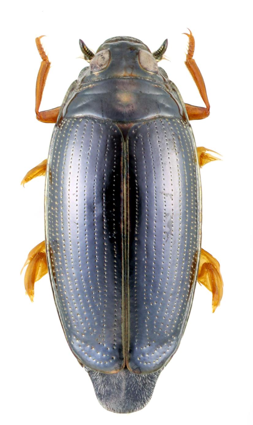 Gyrinus paykulli © JD Chapelin-Viscardi