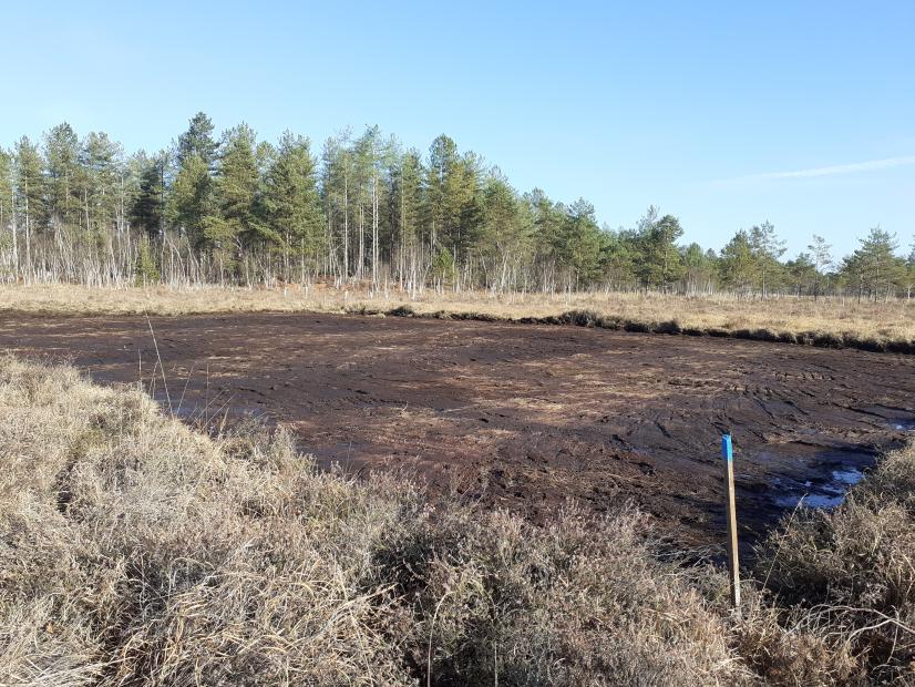 Un des 2 sites de 600 m2 venant d’être étrépé le 27 novembre 2020 pour rajeunir le milieu. © Rémi Dupré MNHN/CBNBP