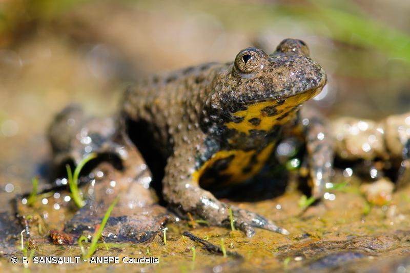 Sonneur à ventre jaune © E. Sansault (ANEPE CAUDALIS)