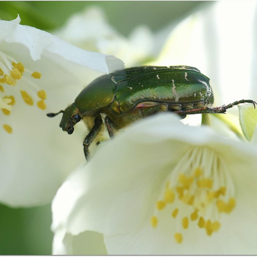 Cétoine dorée de la famille des Coléoptères © Martial Queyrie