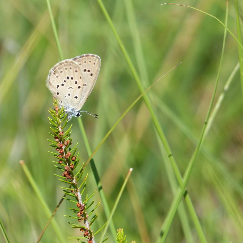 Azuré des mouillères de la famille des Lépidoptères © N. Mokuenko