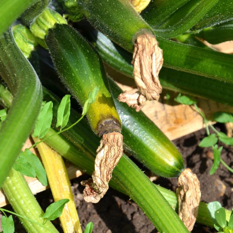 Courgettes mal pollinisées © blog "potager et jardin"