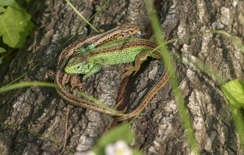 Lézard des souches, classé en danger ©Alain Dutertre