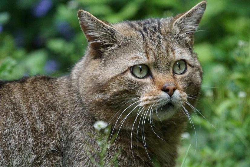 Chat forestier, classé vulnérable en région