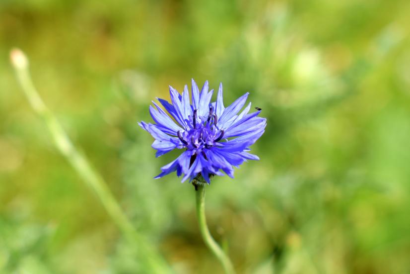 Bleuet des champs ©ARB, L. Roger-Perrier