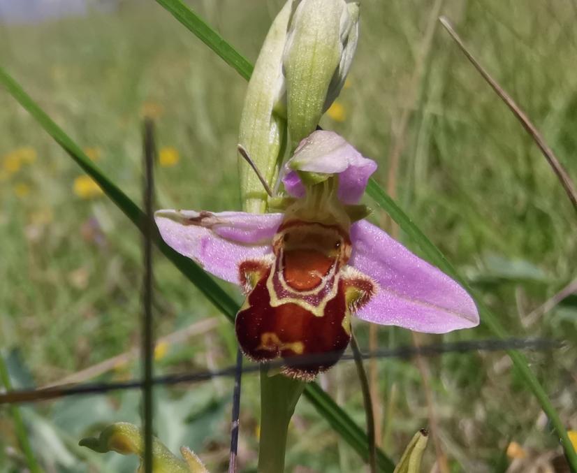 Ophrys abeille ©ARB, L. Roger-Perrier