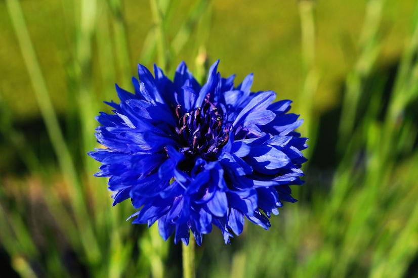 Bleuet horticole