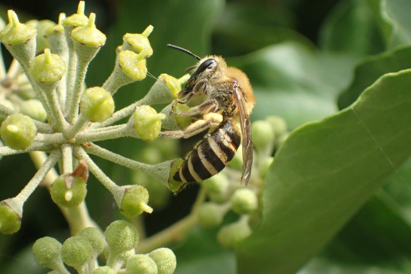 Abeille sauvage, la Collète du lierre