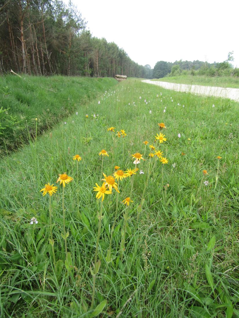 Arnica montana en Forêt d'Orléans © CBNBP