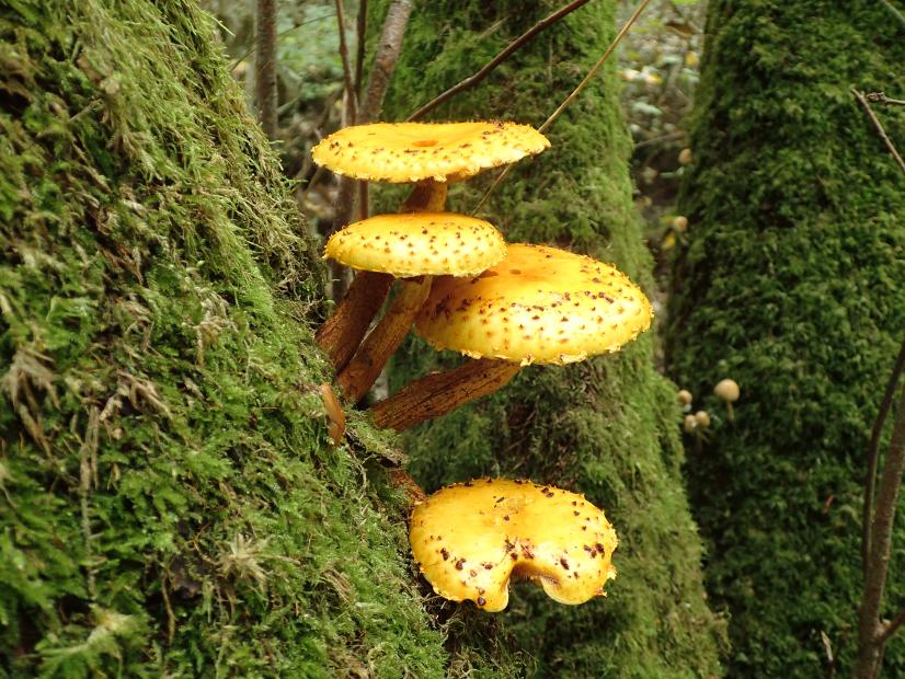 Pholiota limonella dans le Parc naturel de Trousse-bois à Briare © CBNBP