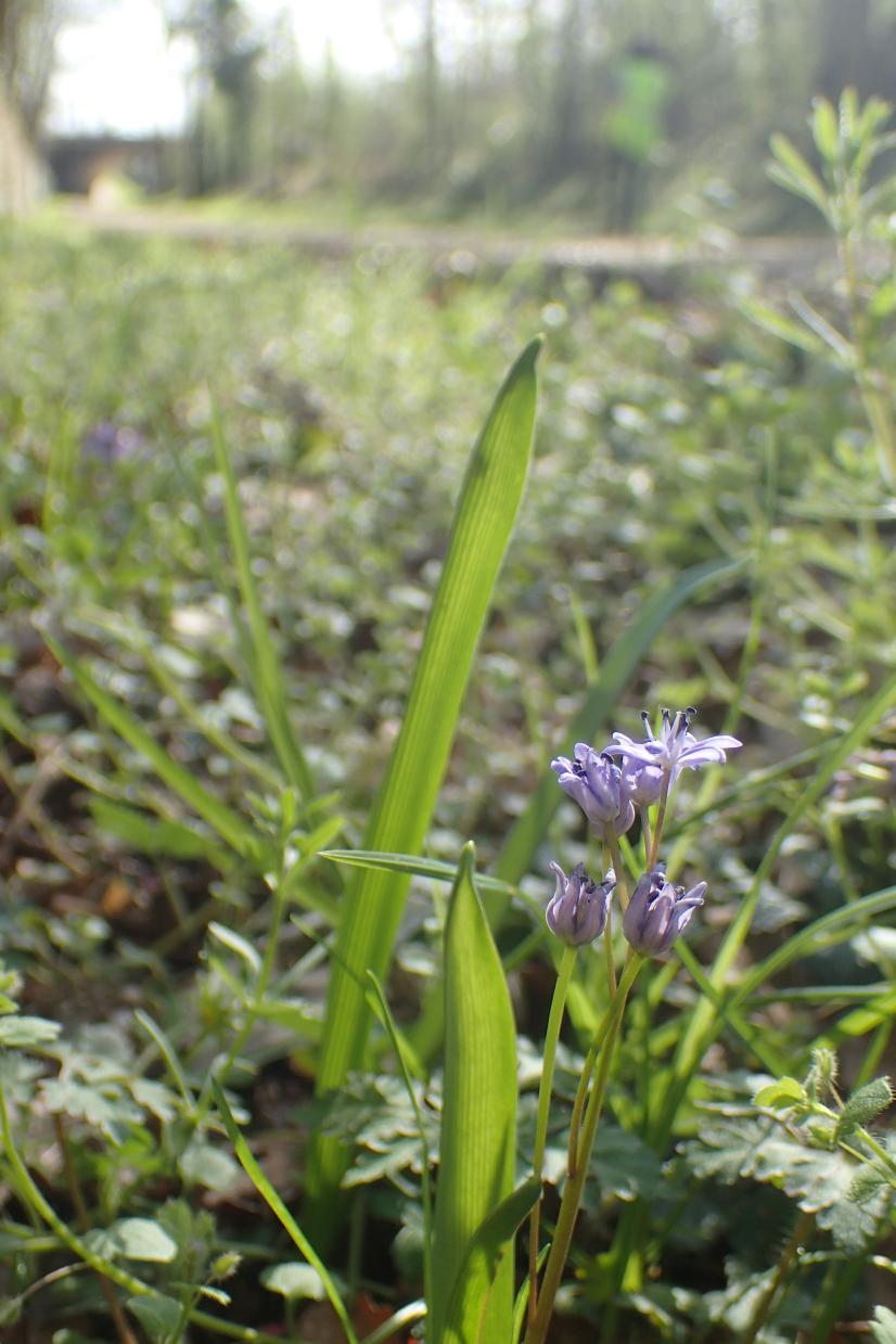 Scilla bifolia à Briare © CBNBP