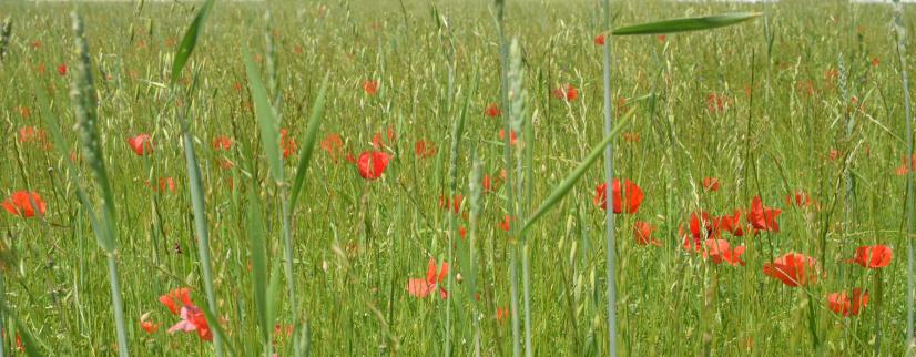 Avoine, lentillon et Coquelicot (41) ©L. Roger-Perrier, ARB