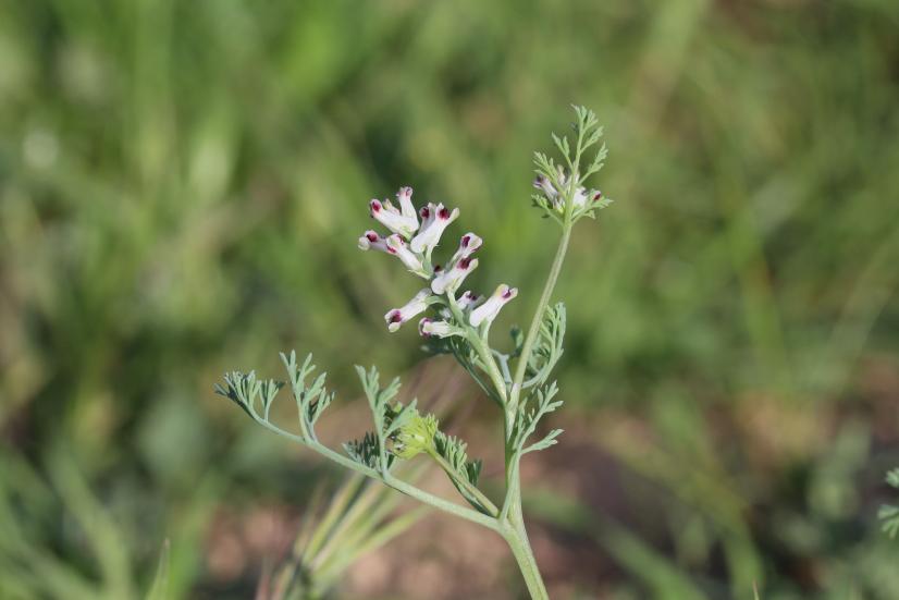 Fumeterre à petites fleurs. Messicole à forte priorité de conservation, autrefois très commune en Eure-et-Loir ©R. Dupré