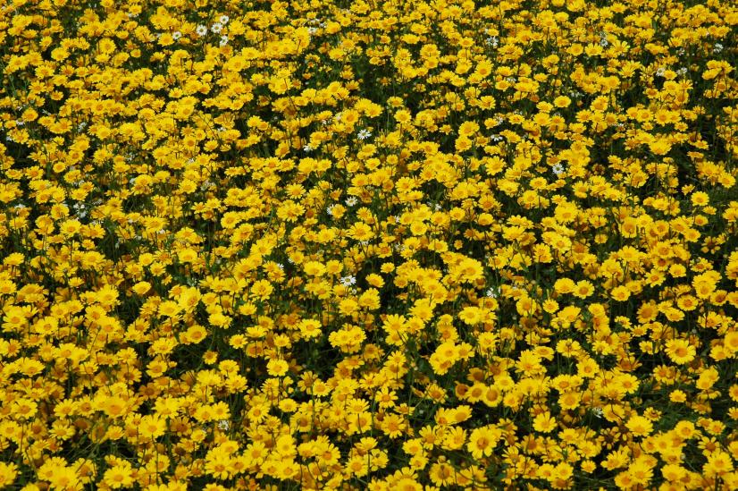 Chrysanthème des moissons. Se maintient principalement dans le Perche, où il peut se montrer abondant en bord de champs©R. Dupré