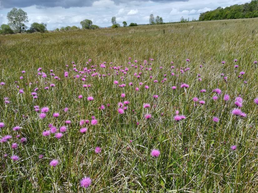 Marais de Contres, Espace naturel sensible du Cher et site cogéré par le Cen CVL et le SIAB3A - 615ha ©E. Speh Cen CVL