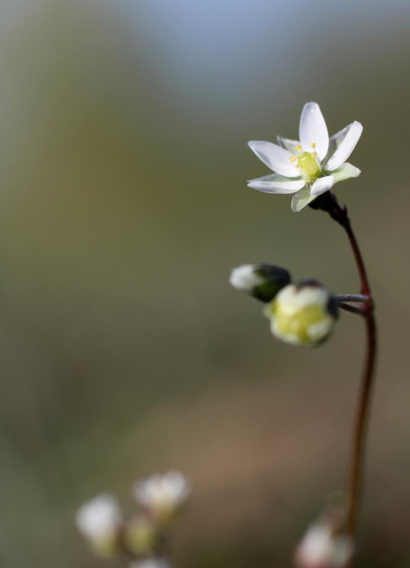 Spargoute à cinq étamines, messicole classée en danger ©J. Mondion, CBNBP