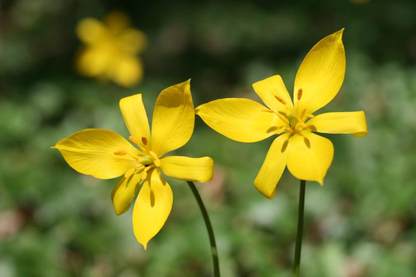 Tulipe sauvage. Espèce protégée nationale, compagne des vignes, cible d'actions de conservation en région ©R. Dupré