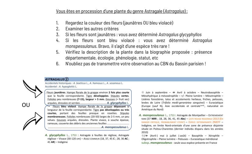 Comment utiliser la clé de détermination (au niveau du genre Astragalus par exemple)