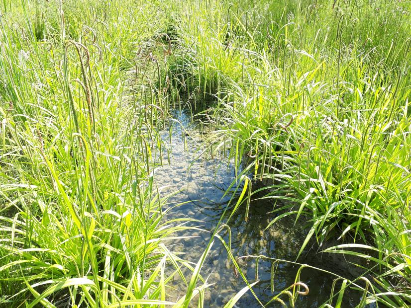 La Petite Cisse à Mesland dans le Loir-et-Cher, 2023 © Mylène Moreau ARB CVL