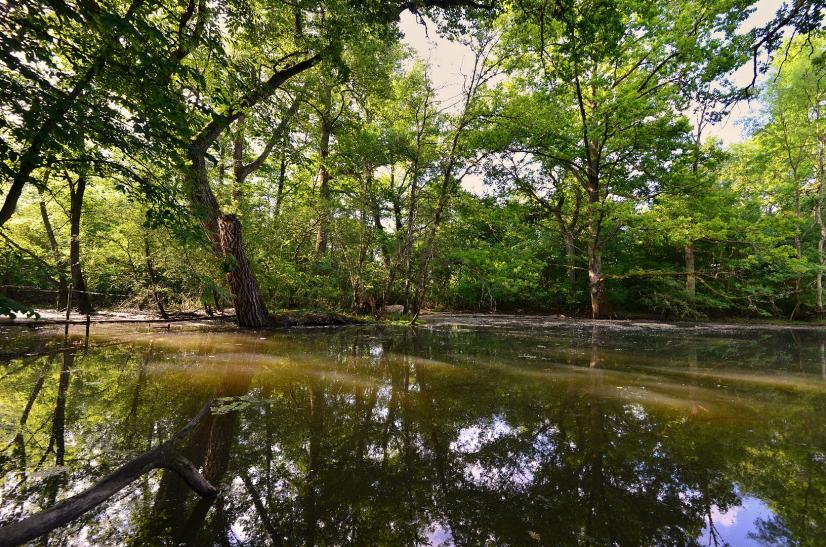 Île Gaston, forêt en libre évolution © F. Hergott