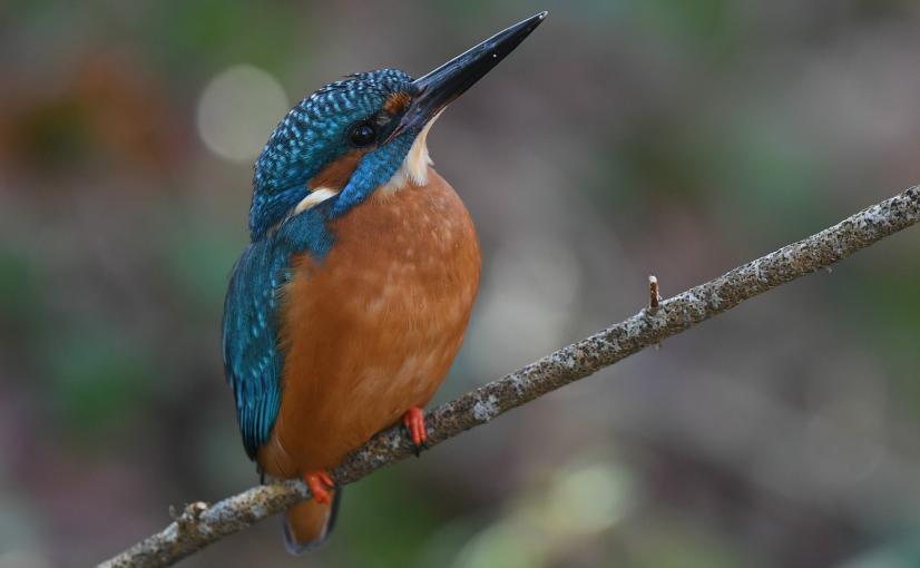 Martin pêcheur, facilement dérangé par la présence humaine en bord de rivière © Martial Queyrie