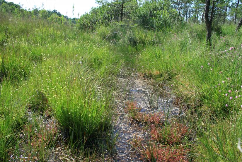 Les tourbières sont des milieux humides, propices à certaines espèces d'odonates menacées ©R. Dupré, CBN du Bassin parisien