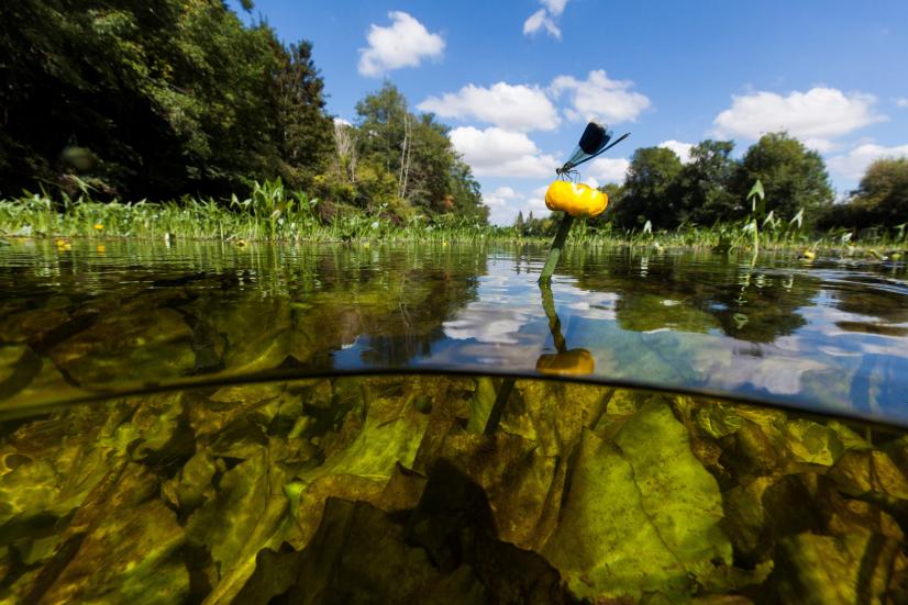 Les cours d'eau (ici la Creuse), également favorables à certains odonates (ici un Caloptérix élégant) ©N. Van Ingen