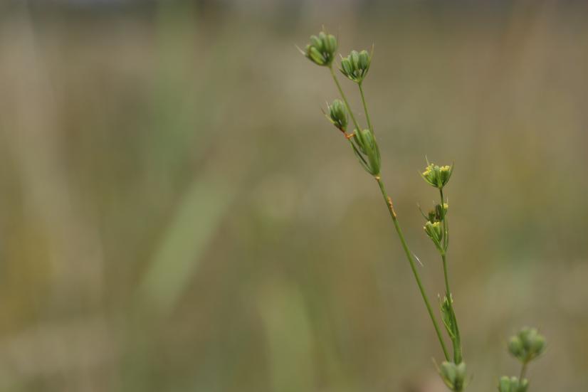 Buplèvre en baguette (Bupleurum virgatum) - priorité de conservation très élevée © Julien Mondion