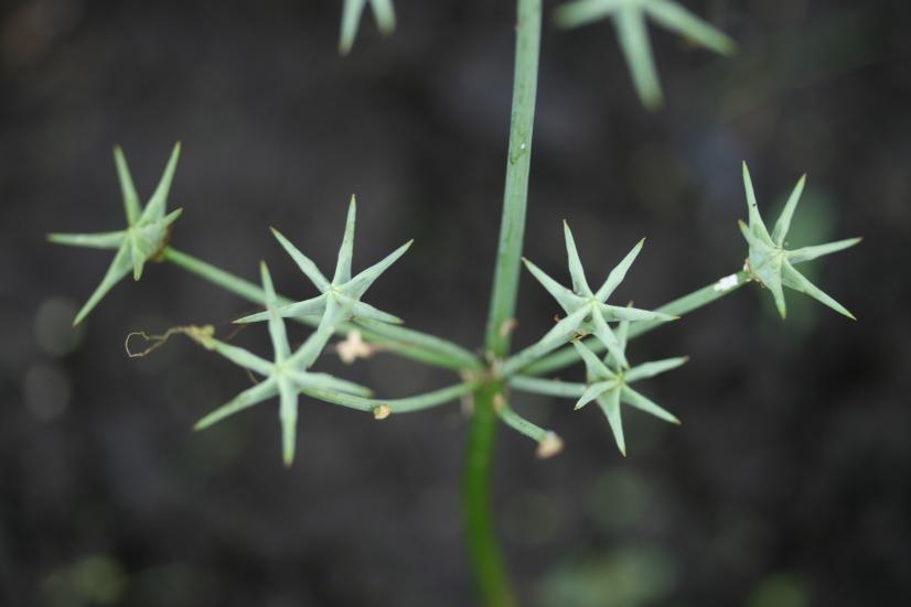 Étoile d'eau (Damasonium alisma) - priorité de conservation très élevée © Rémi Dupré