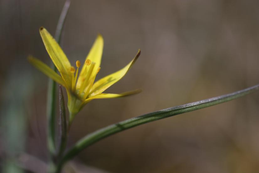 Gagée des prés (Gagea pratensis) - priorité de conservation élevée © Julien Mondion