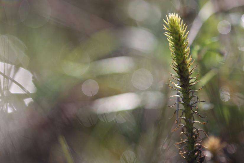 Lycopodielle inondée (Lycopodiella inundata) - priorité de conservation élevée © Julien Mondion