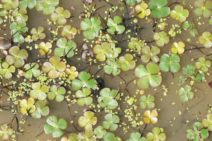 Marsilée à quatre feuilles (Marsilea quadrifolia) - priorité de conservation élevée © Rémi Dupré