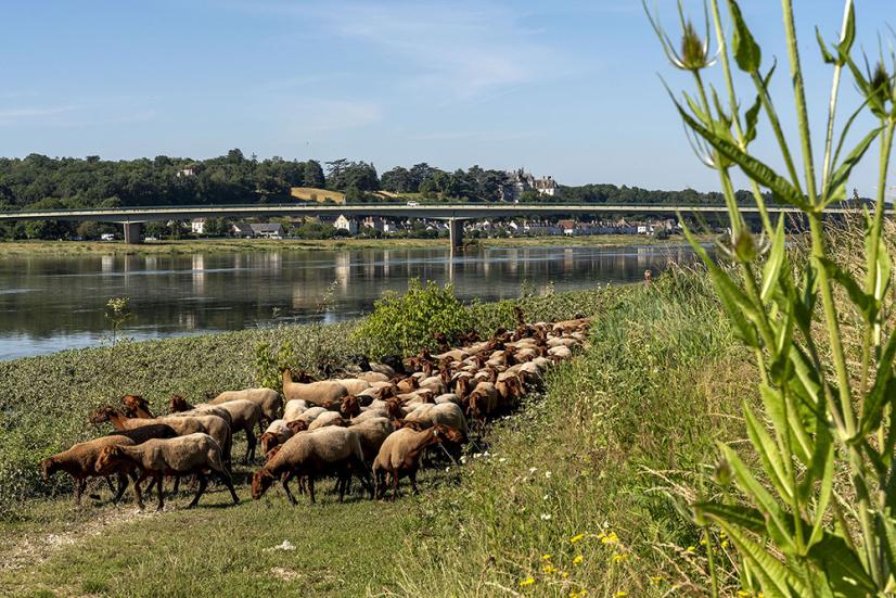 Transhumance sur les berges de la Loire © Agglopolys