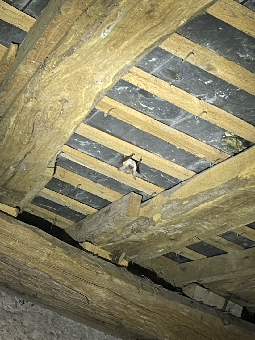 Chauve-souris dans les combles d'une église © SNE