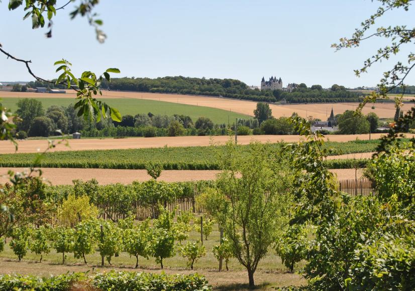 Paysage du Chinonais ©Pauline SILVERT