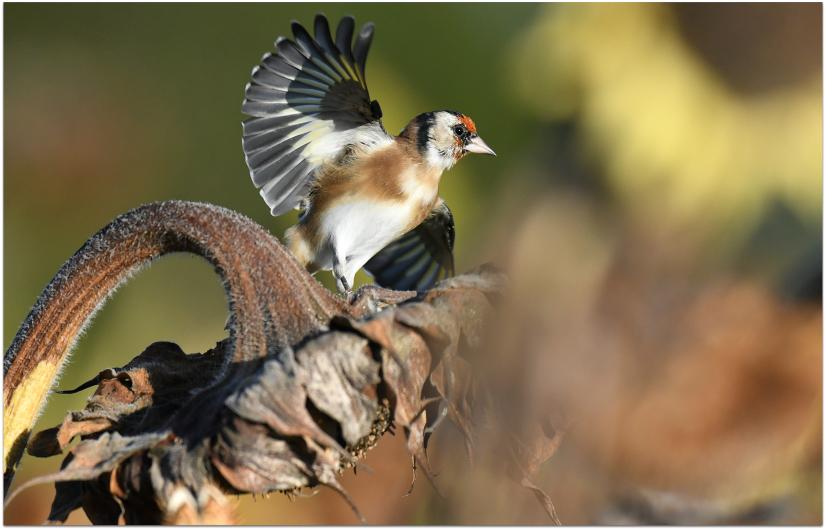 Chardonneret élégant ©M. Queyrie