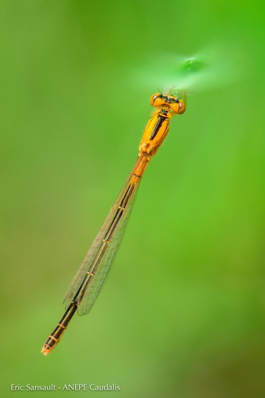 Agrion nain, classé vulnérable © E. Sansault