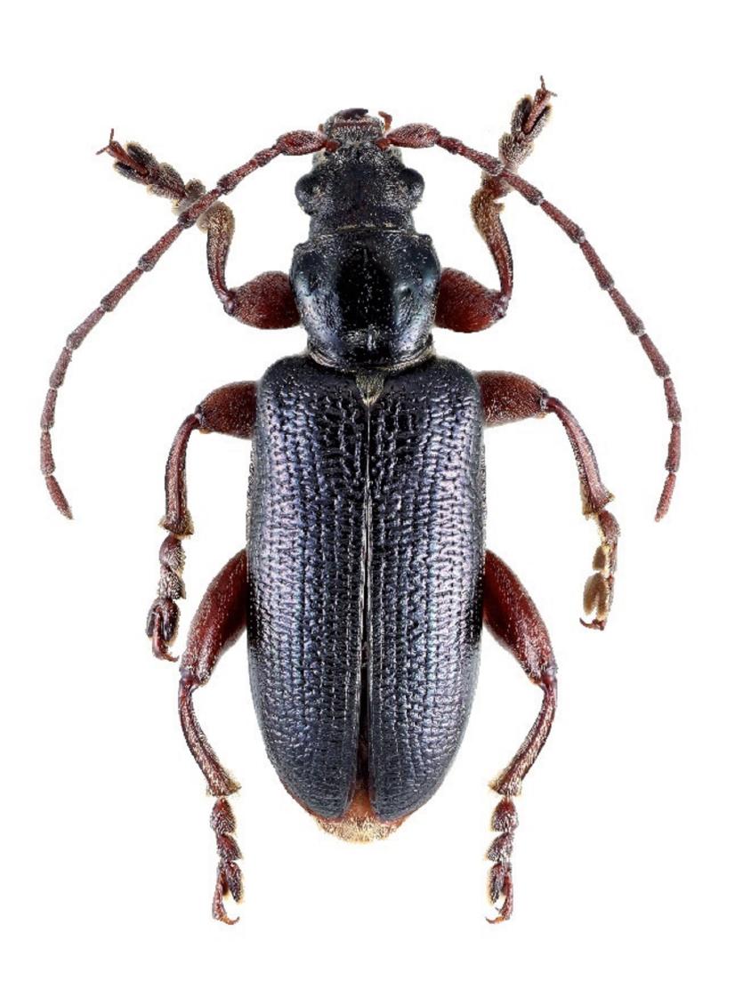 Plateumaris bracata © S. Loiseau