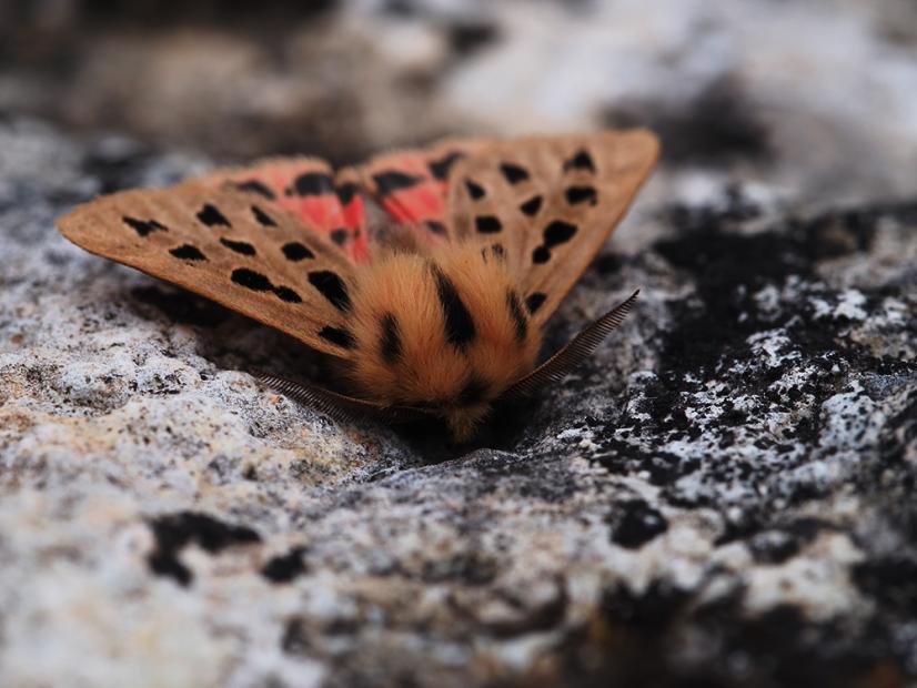 Chelis maculosa © Adrien Chorein