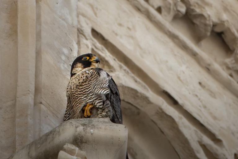 Le Faucon pélerin, habitant emblèmatique de la cathédrale de Saint-Omer (62)