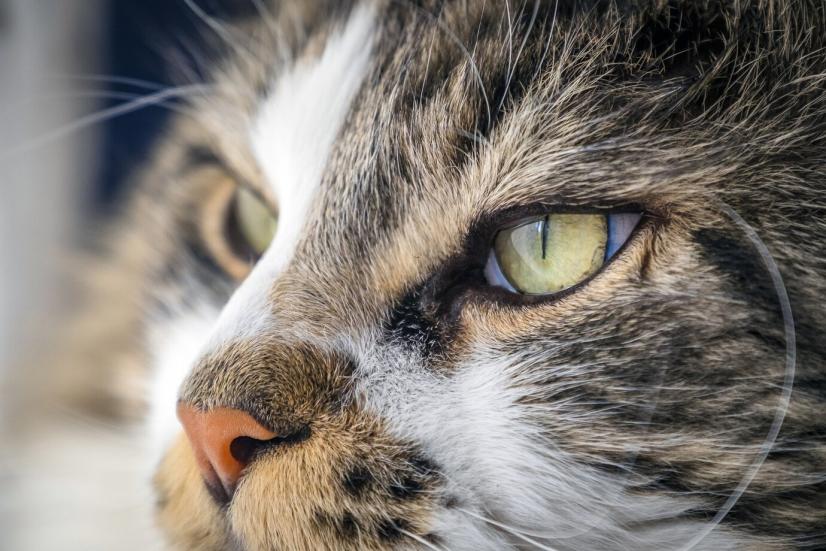 L'iris du chat est capable de filtrer la lumière