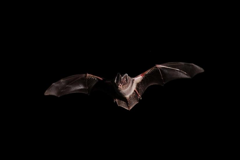 Barbastelle d'Europe en vol de nuit © Ludovic Jouve